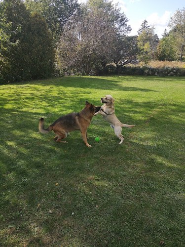 The Pooched Pooch — dog walking & pet sitting in Burlington