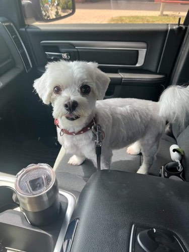 Bronte Harbour Dog Grooming — pet grooming in Oakville (photo 2)