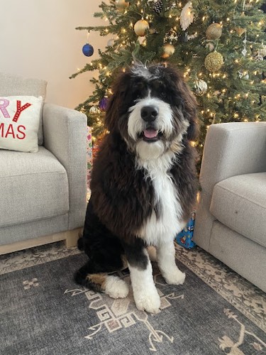 Bronte Harbour Dog Grooming — pet grooming in Oakville