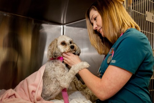 North Oakville Animal Hospital — veterinary care in Oakville (photo 3)
