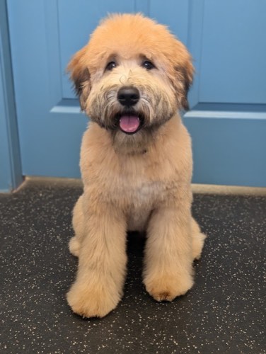 Primp & Paws Grooming Salon — pet grooming in Georgetown (photo 2)