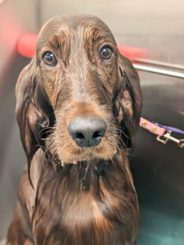 Primp & Paws Grooming Salon — pet grooming in Georgetown (photo 3)