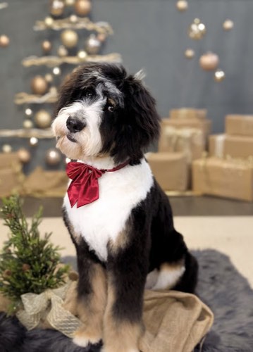 Primp & Paws Grooming Salon — pet grooming in Georgetown