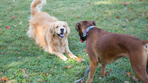 Puppy Dog Trails — dog walking & pet sitting in Oakville