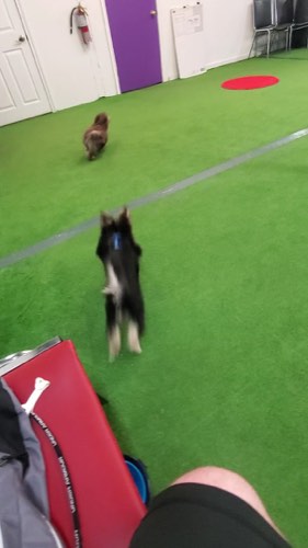 Scholars In Collars Dog Training — dog training in Burlington (photo 2)