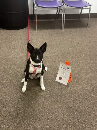Scholars In Collars Dog Training — dog training in Burlington (photo 3)