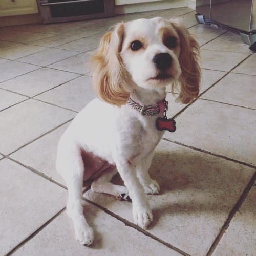 Haute Dogs Pet Grooming — pet grooming in Milton (photo 3)