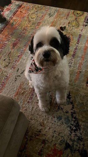 Haute Dogs Pet Grooming — pet grooming in Milton
