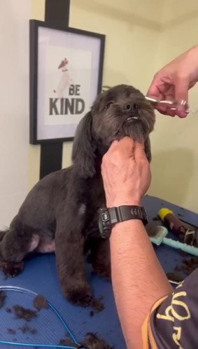 Linyo Pets — pet grooming in Oakville (photo 2)