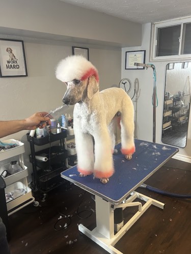 Linyo Pets — pet grooming in Oakville (photo 3)