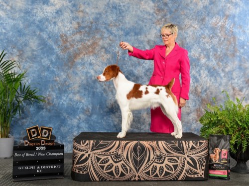 The Dog Groomer — pet grooming in Campbellville (photo 2)