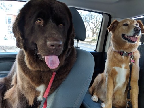 The Dog Groomer — pet grooming in Campbellville (photo 3)