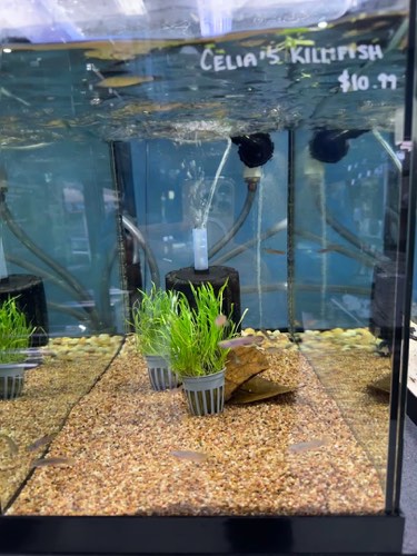 Forge's Fish — pet store in Oakville (photo 3)