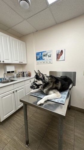 Animal Hospital Of Milton — veterinary care in Milton (photo 2)