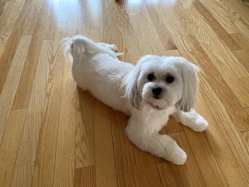 DOG ROOM — pet grooming in Burlington (photo 2)