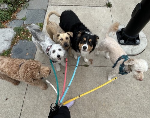 Fur and a Coat — dog walking & pet sitting in Oakville (photo 2)