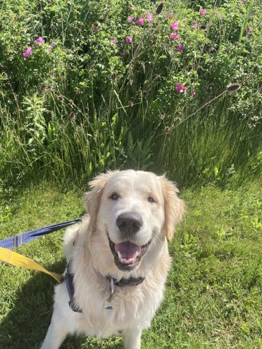 Fur and a Coat — dog walking & pet sitting in Oakville (photo 3)