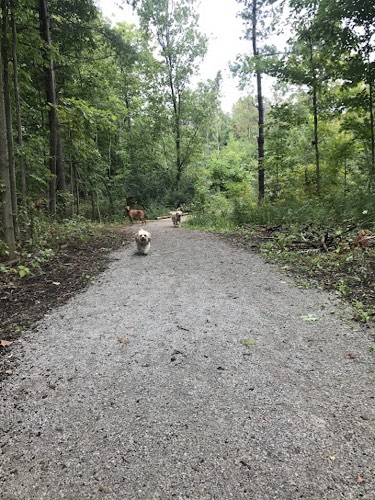 Fur and a Coat — dog walking & pet sitting in Oakville