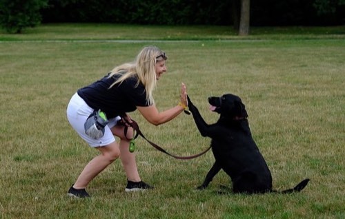 Leader of the Pack K9 Training — dog training in Georgetown (photo 2)