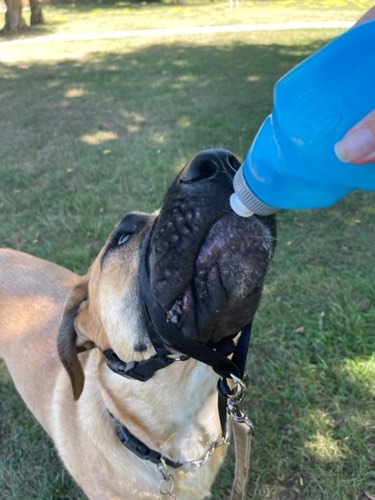 Leader of the Pack K9 Training — dog training in Georgetown (photo 3)