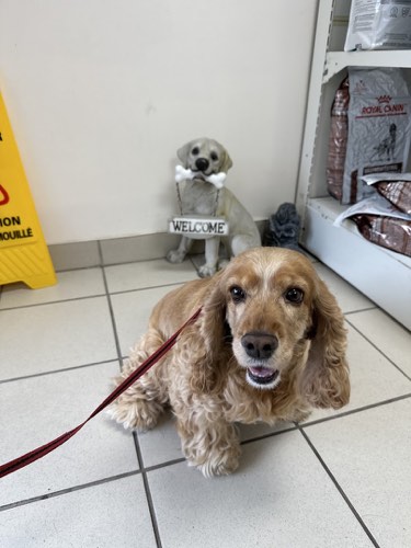 Bayview Park Animal Hospital — veterinary care in Burlington (photo 3)