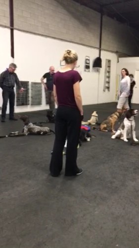 Dealing with Dogs, Ltd. — dog training in Oakville (photo 2)