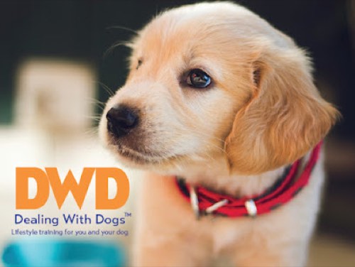 Dealing with Dogs, Ltd. — dog training in Oakville