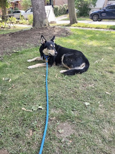 Einstein K9 — dog training in Halton Hills
