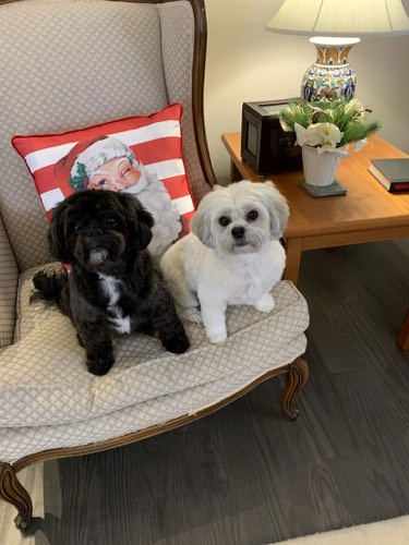 Hot Dogs Grooming — pet grooming in Georgetown (photo 2)