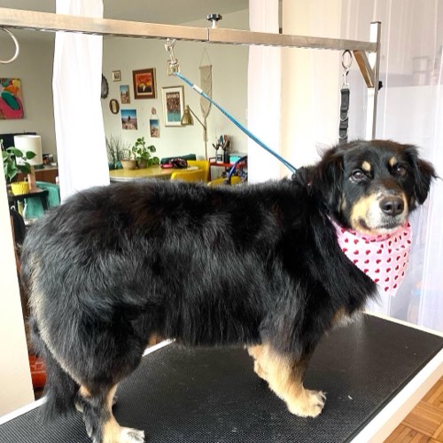 Hot Dogs Grooming — pet grooming in Georgetown (photo 3)