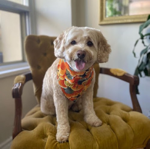 Hot Dogs Grooming — pet grooming in Georgetown