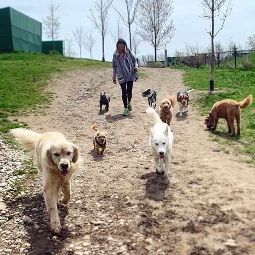 SNOUTS HONOUR — dog walking & pet sitting in Oakville (photo 2)