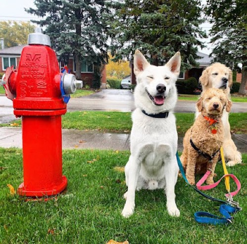 SNOUTS HONOUR — dog walking & pet sitting in Oakville