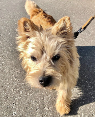 The Dog District Burlington — dog walking & pet sitting in Burlington
