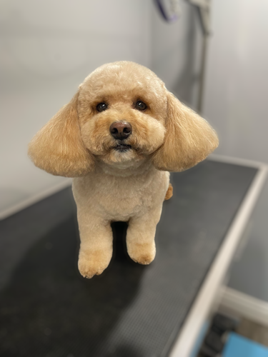 Floofy Grooms — pet grooming in Burlington (photo 3)