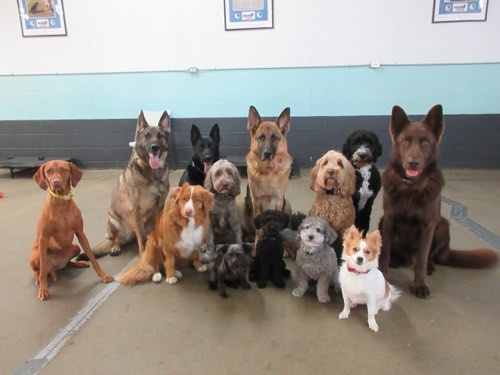 Canine Balance Training — dog training in Burlington (photo 2)