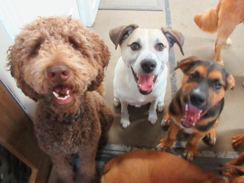 Canine Balance Training — dog training in Burlington (photo 3)