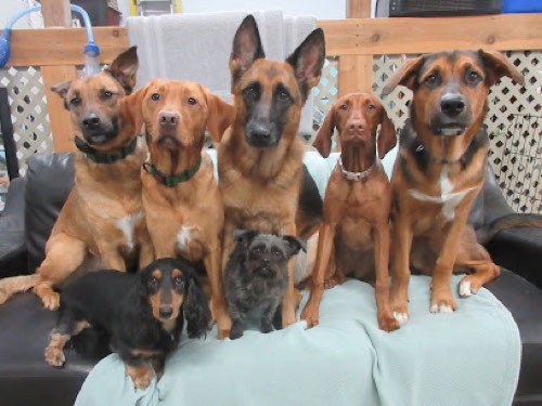 Canine Balance Training — dog training in Burlington