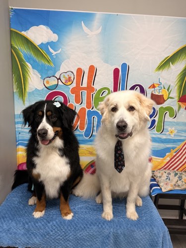PAMPERED PAWS SPA — pet grooming in Oakville (photo 2)