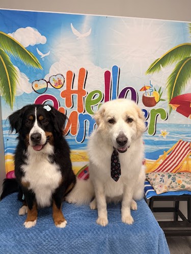 PAMPERED PAWS SPA — pet grooming in Oakville