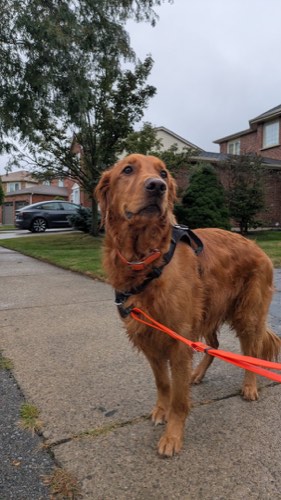 Mr. Mike's Doghouse — dog walking & pet sitting in Burlington (photo 2)