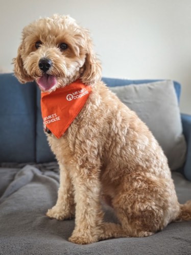 Mr. Mike's Doghouse — dog walking & pet sitting in Burlington (photo 3)