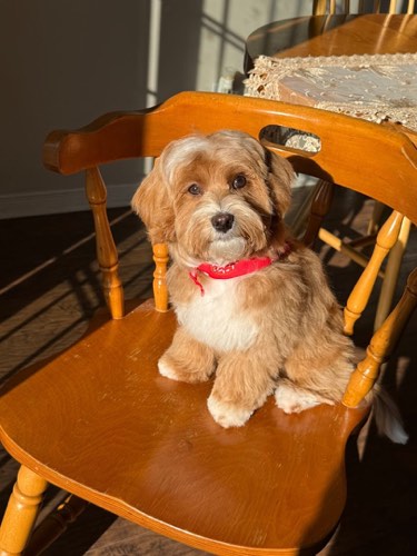 Doggie Dip & Clip Inc. — pet grooming in Oakville (photo 2)