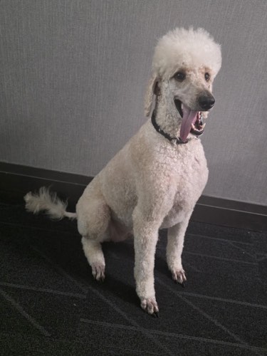 Doggie Dip & Clip Inc. — pet grooming in Oakville (photo 3)