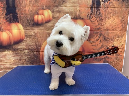 Bubble Be Be Pet Grooming Spa — pet grooming in Oakville (photo 3)