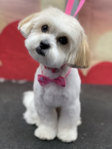 Doggie Styles Pet Grooming — pet grooming in Burlington (photo 2)