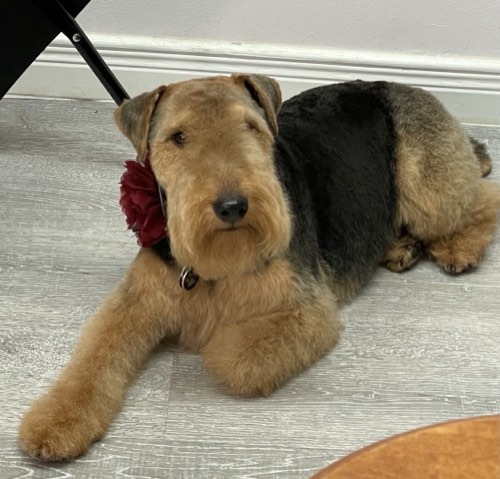 Doggie Styles Pet Grooming — pet grooming in Burlington (photo 3)