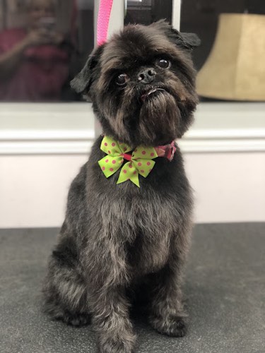 Doggie Styles Pet Grooming — pet grooming in Burlington