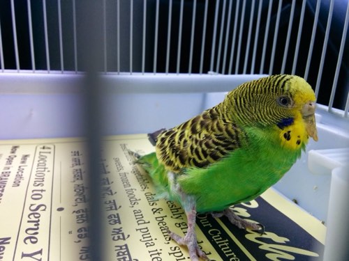 Burloak Animal Hospital — veterinary care in Oakville (photo 2)