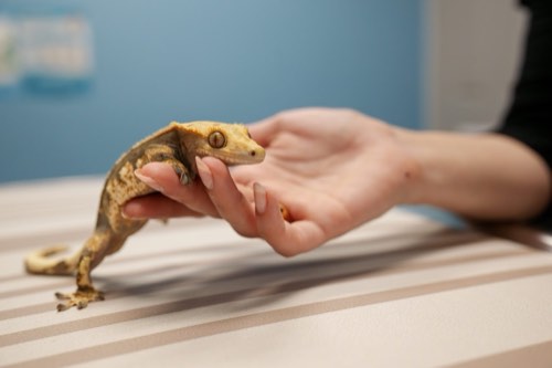 Burloak Animal Hospital — veterinary care in Oakville (photo 3)